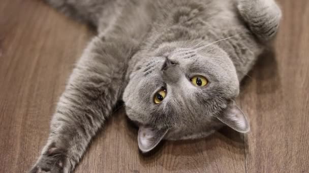 바닥에 누워있는 놀라운 고양이 상단보기 — 비디오