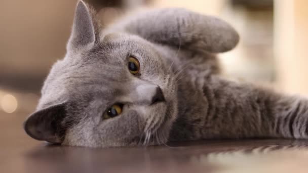 매크로에 누워있는 놀라운 고양이 — 비디오