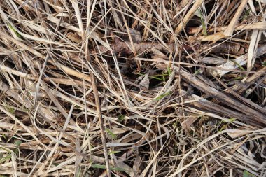 Kuru ot ve saman dokusu. Arid arazisi yakında. Yüksek kalite fotoğraf