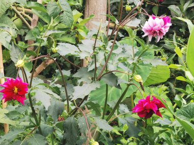 Güzel botanik fotoğrafı, doğal duvar kağıdı.