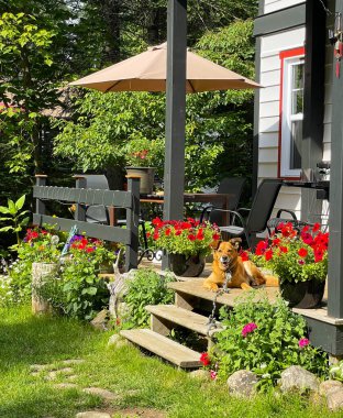 Köpek bahçede oturuyor..