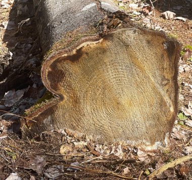 Ormandaki ağaç gövdesi