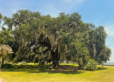 Parkın güzel manzarası