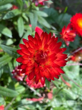 Bahçedeki güzel çiçekleri kapat.