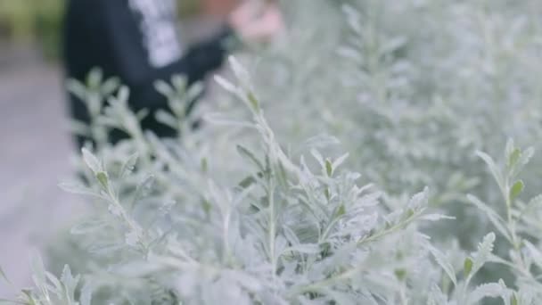Joven Pelo Castaño Está Afuera Mirando Oliendo Flores Plantas Exuberante — Vídeo de stock
