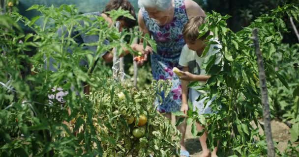 Grandmother Tends Vegetable Garden Her Two Young Grandchildren Showing Them — Stock Video