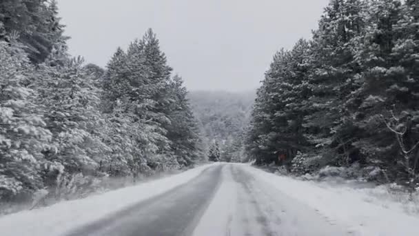 Serene Snowy Mountain Road Stretches Forward Lined Frosted Pine Trees — Stock Video