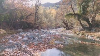 Bir sonbahar ormanının renkli tuvalinde, yumuşak bir dere kıvrılır. Düşen yapraklar manzarayı noktalarken batan güneşin son ışınları ağaçların arasından bakıyor..