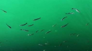 Huzurlu bir sualtı sahnesi, ince bir ışık oyunuyla aydınlatılan yeşil renkli sularda zarifçe süzülen bir balık sürüsünü yakalar..