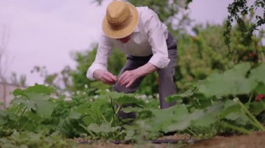 Hasır şapka giyen yaşlı bir adam bahçesine titizlikle bakıyor, yemyeşil bitkilerle çevrili. Parlak, güneşli bir öğleden sonra bahçecilik faaliyetlerine odaklanmış..