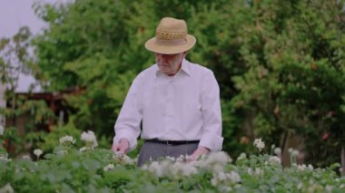 Hasır şapka giyen yaşlı bir adam bahçesine titizlikle bakıyor, yemyeşil bitkilerle çevrili. Parlak, güneşli bir öğleden sonra bahçecilik faaliyetlerine odaklanmış..