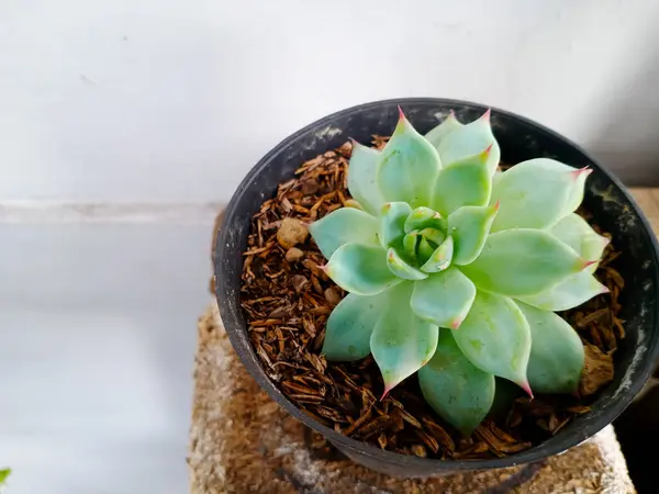 Kuru yerlerde bile iyi yetişen sulu echeveria. beyaz arkaplan