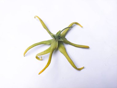 Bunga kenanga called ylang flower isolated on white background. clipart