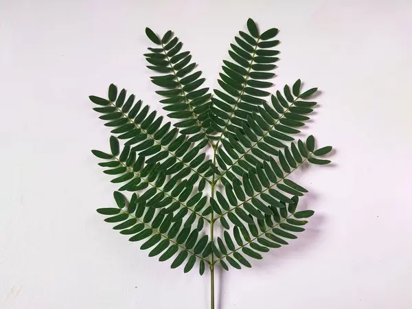 stock image lamtoro leaves (Leucaena leucocephala) isolated on a white background