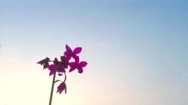 Mavi arkaplanda güzel pembe orkide çiçeği