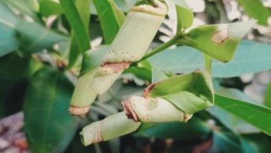 Ağaçta yeşil yapraklı koza