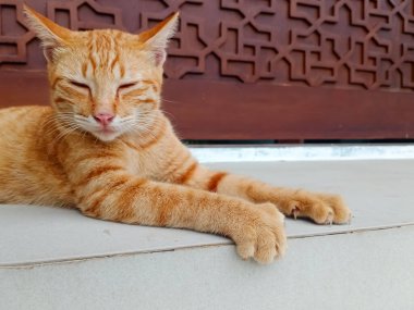 Terasta yatan kızıl bir kedinin portresi.