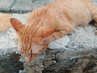 Terasta yatan kızıl bir kedinin portresi.