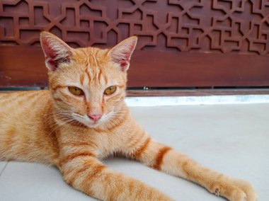 Terasta yatan kızıl bir kedinin portresi.