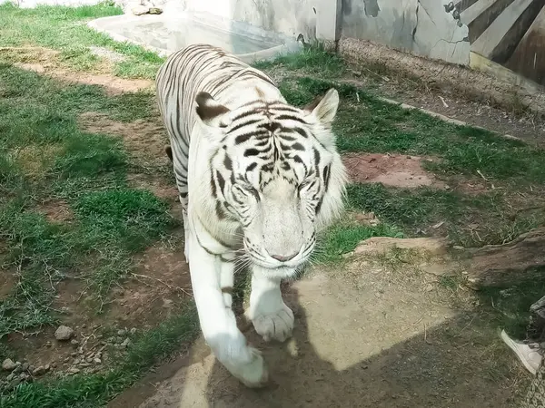 Lembang Park ve hayvanat bahçesinde beyaz kaplan