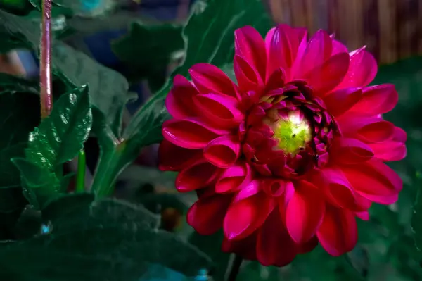 Dahlia çiçeği. Kırmızı çiçek tropikal büyümedir.