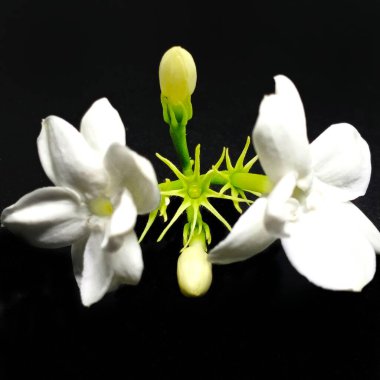 Beyaz yasemin siyah arkaplanda izole edildi