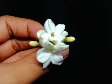 White Jasmine held in hand on black background clipart