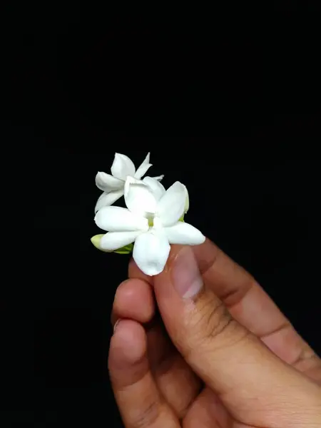 Siyah arka planda beyaz yasemin el ele tutuştu