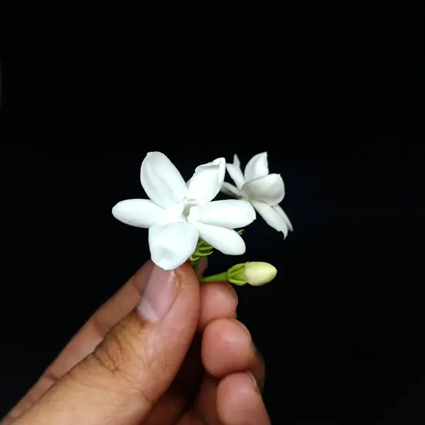 stock image White Jasmine held in hand on black background