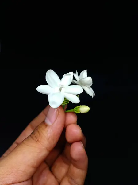 stock image White Jasmine held in hand on black background