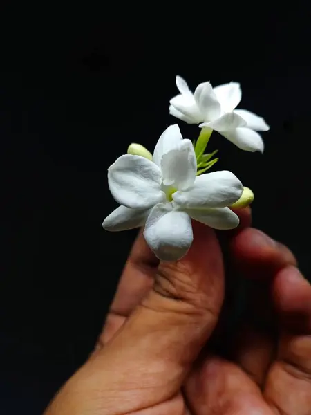 Siyah arka planda beyaz yasemin el ele tutuştu