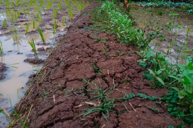 Bahçedeki yeşil çimenler