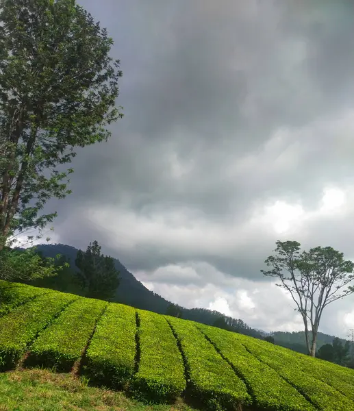 Sabah çay çiftliği..