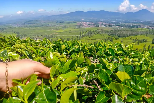 Yeşil çay tarlası, dağlardaki çay tarlası..