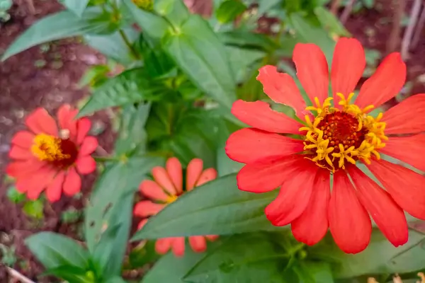 doğa kırmızı çiçek