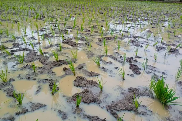 Kırsalda pirinç tarlası