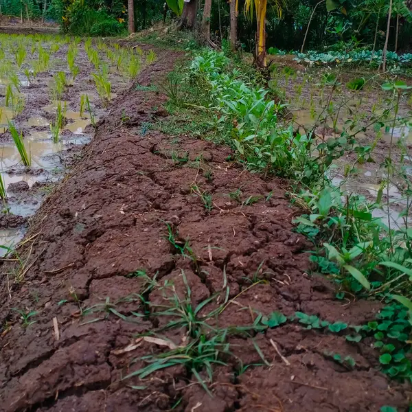 Ormanda yeşil çimenler