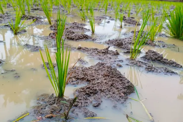 Tarladaki pirincin yakın plan çekimi.