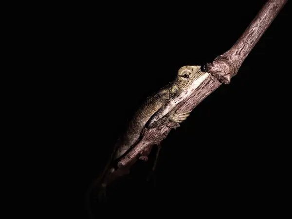 Geceleyin kertenkele (bahçe bukalemunu) görüntüsünü kapat