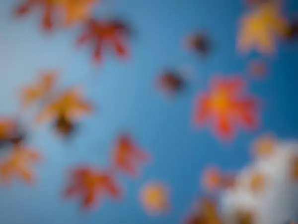 Sonbahar yaprakları, sonbahar bitkileri