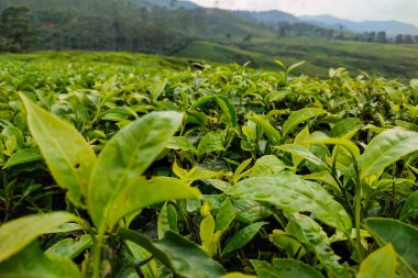 Dağlarda yeşil çay yaprakları ve çay tarlaları
