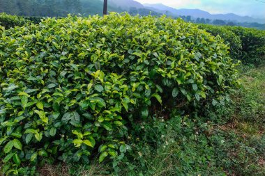 Dağlarda yeşil çay tarlası