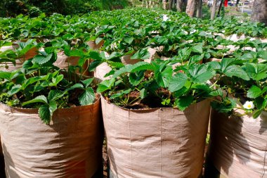 Batı Cava 'daki Çilek Bahçesi