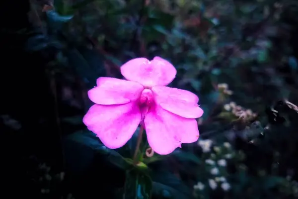 Bahçedeki güzel çiçekler