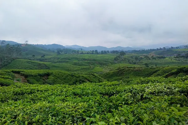 Tayland 'da yeşil çay tarlası