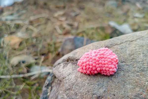 Kayadaki salyangoz yumurtaları