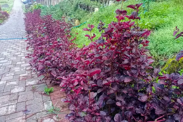 Güzel botanik fotoğrafı, doğal duvar kağıdı.