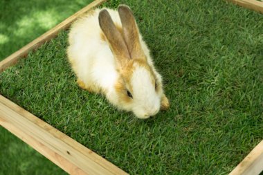 Tavşan kutuda oturuyor.