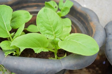 Genç yeşil komatsune tencerede