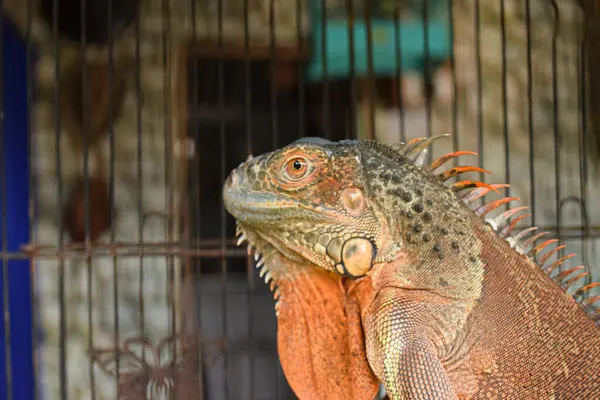 Kafesteki kırmızı bir iguananın yakın çekimi.